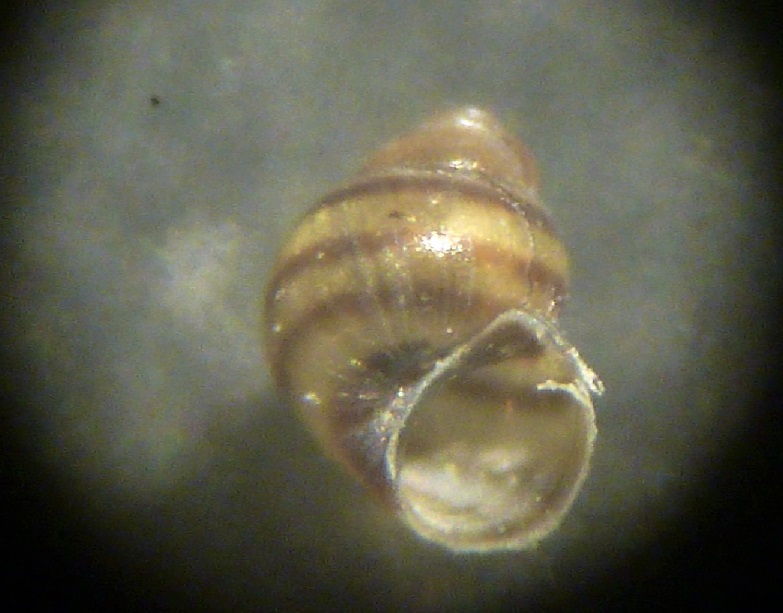 Eatonina pumila?